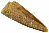 Juvenile Fossil Spinosaurus Tooth - Real Dinosaur Tooth #296874-1